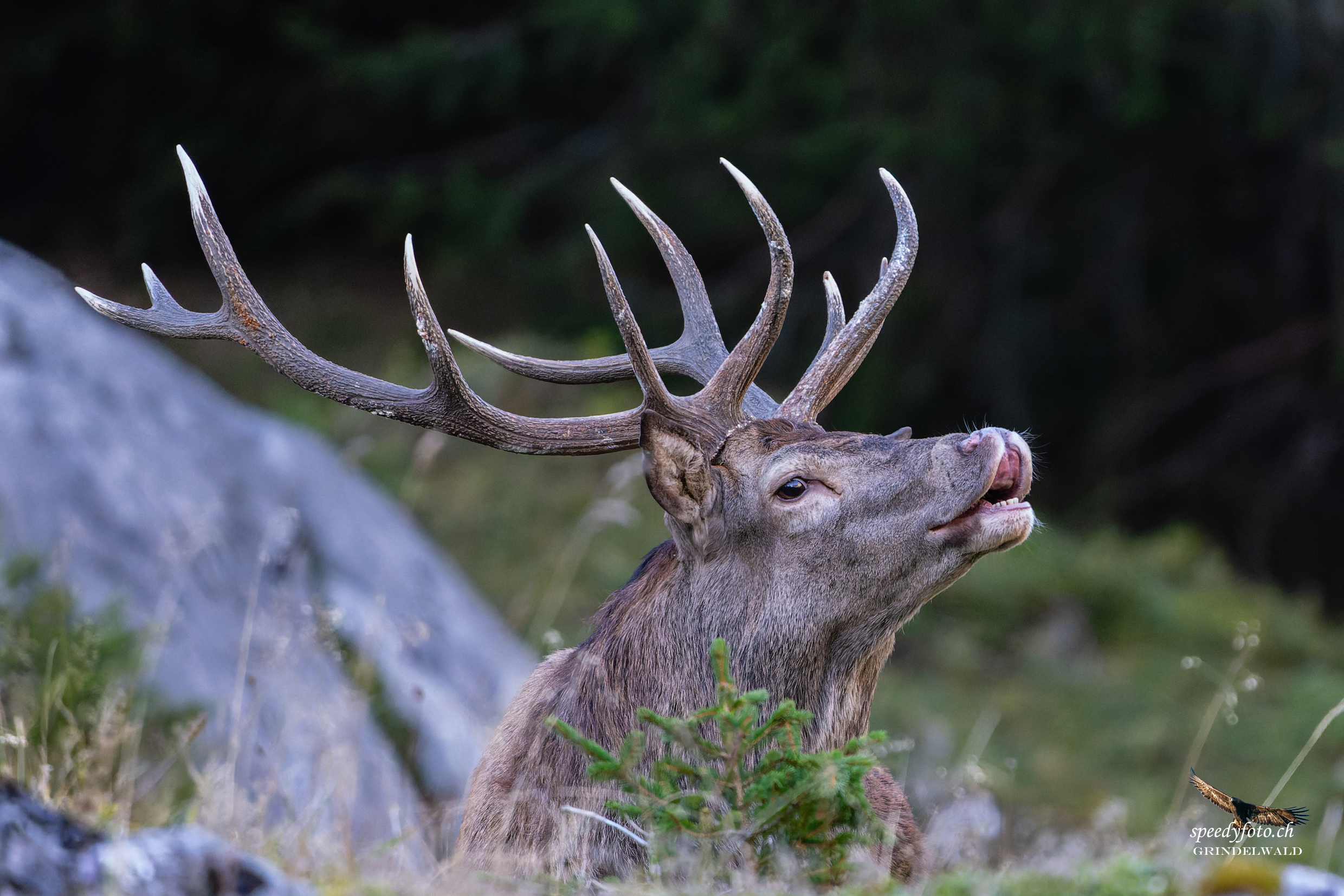 Hirschbrunst - Grindelwald Wildlife 