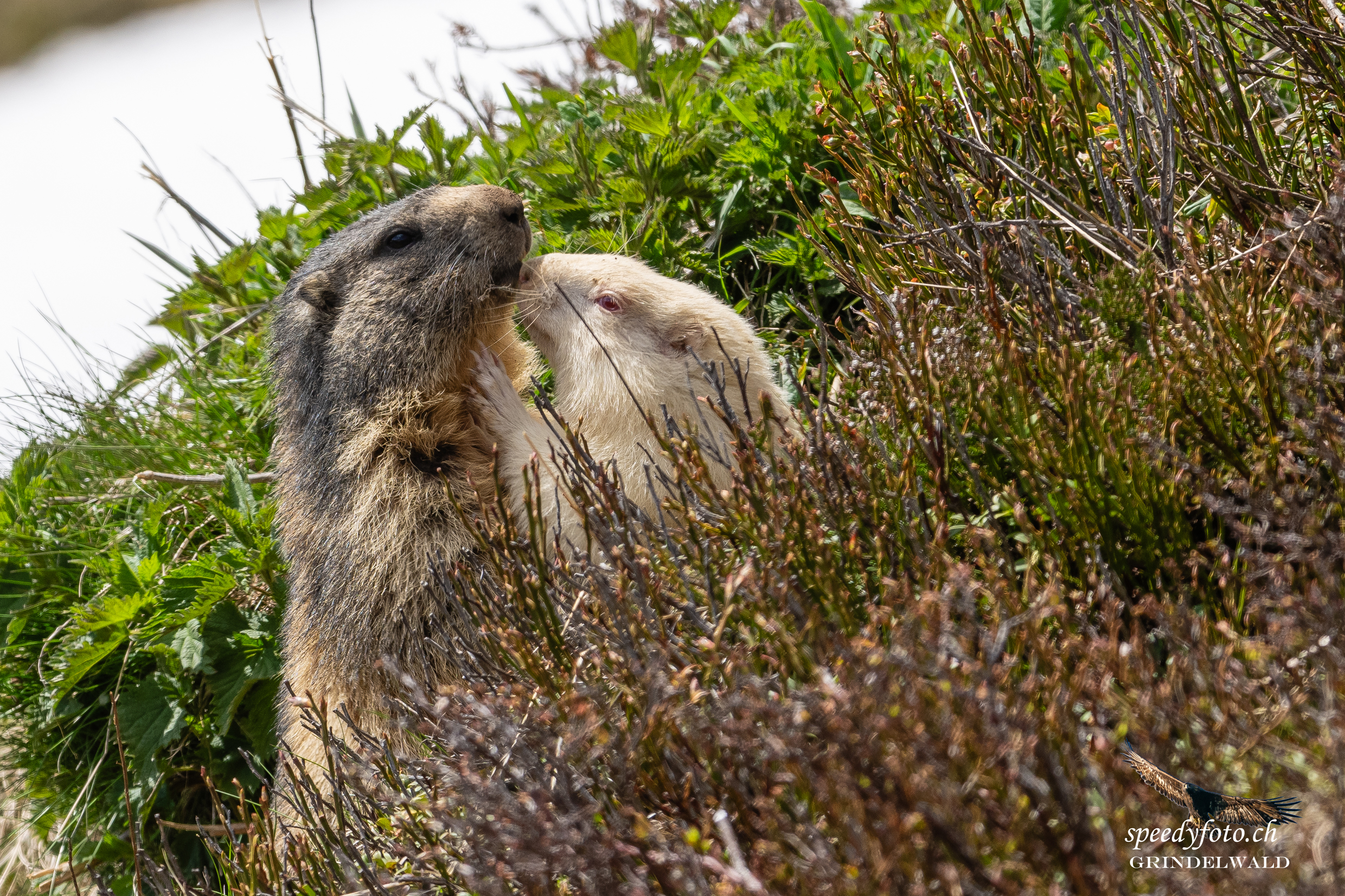 Erste Begegnung mit Albino Marmot 