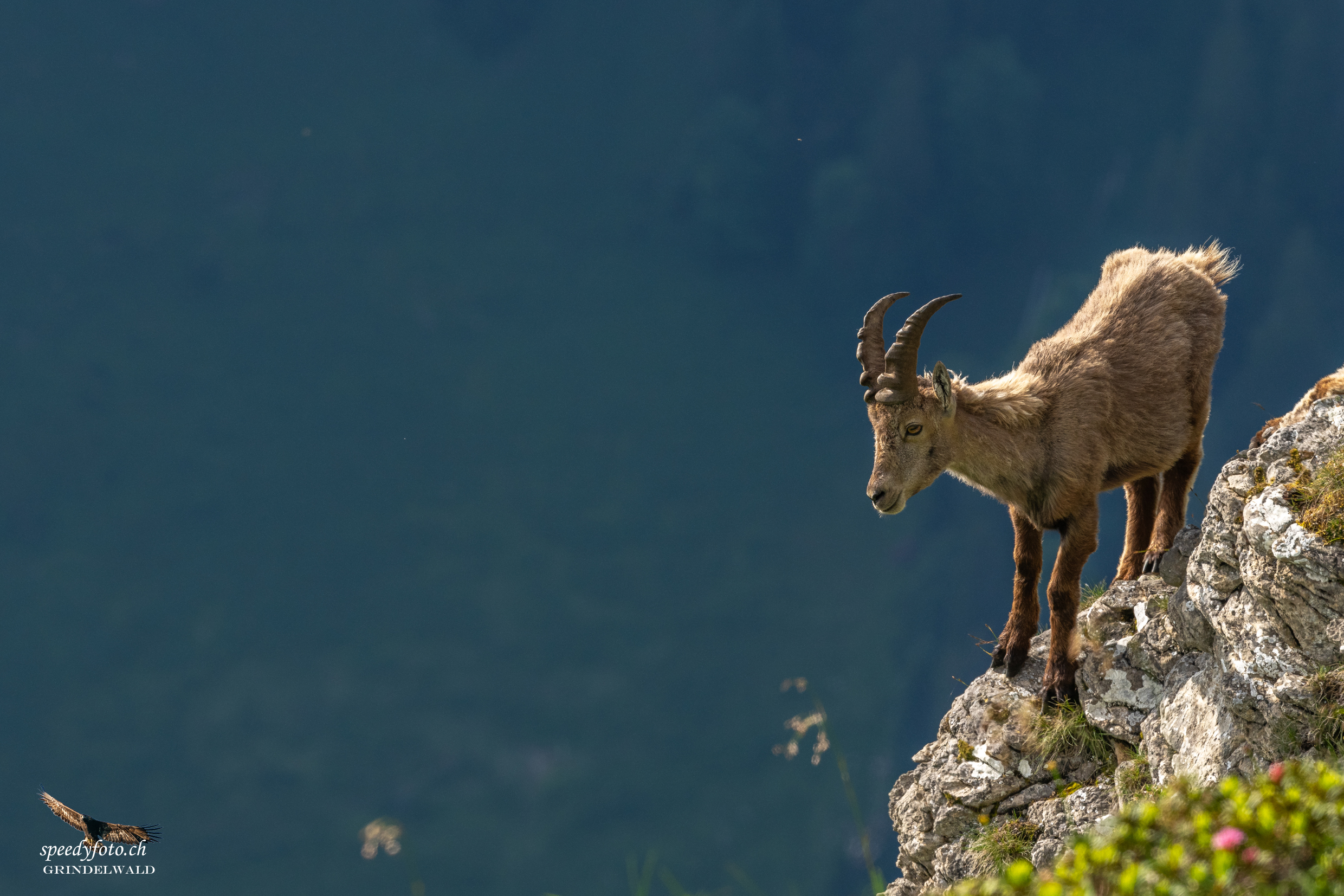 Der Tiefblick - Grindelwald Wildlife 