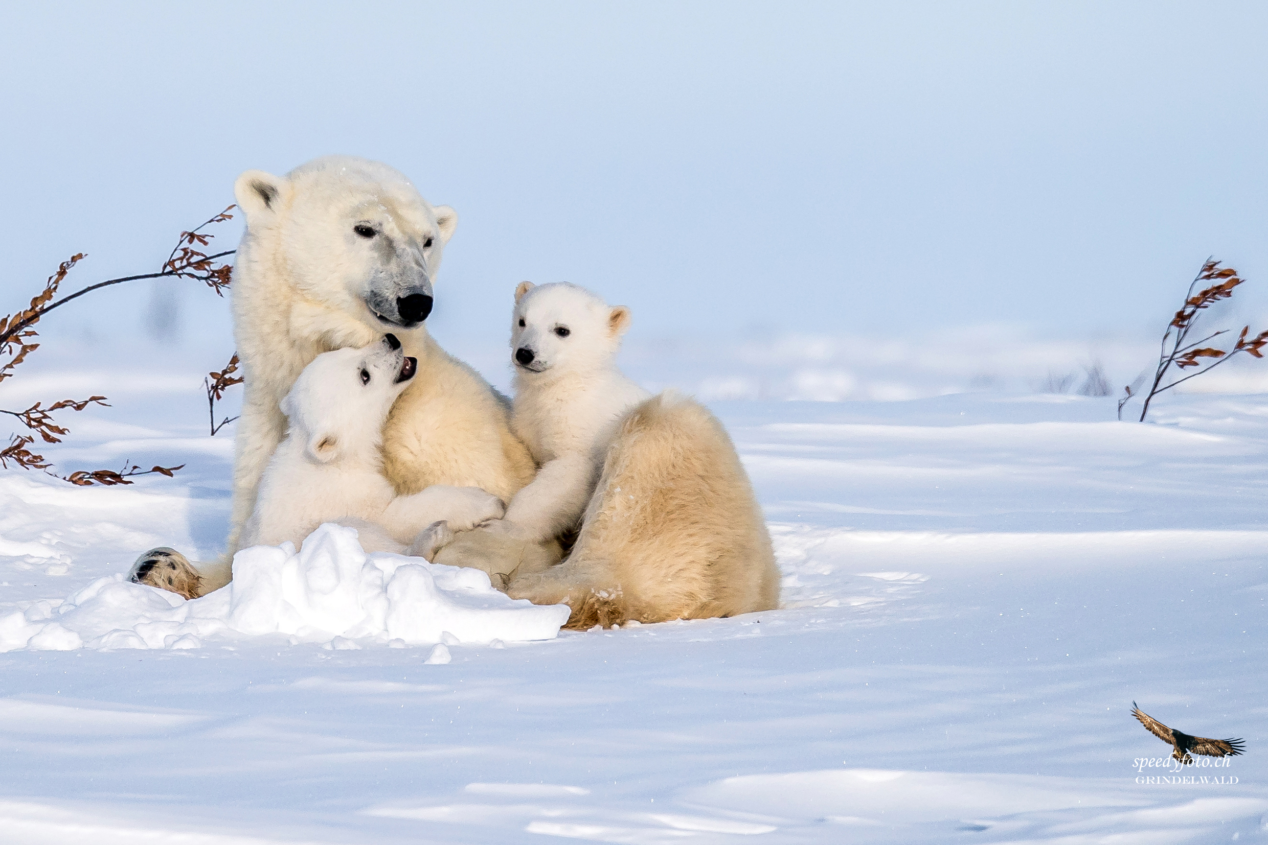 Polarbear Babies - Canadian Arctic 