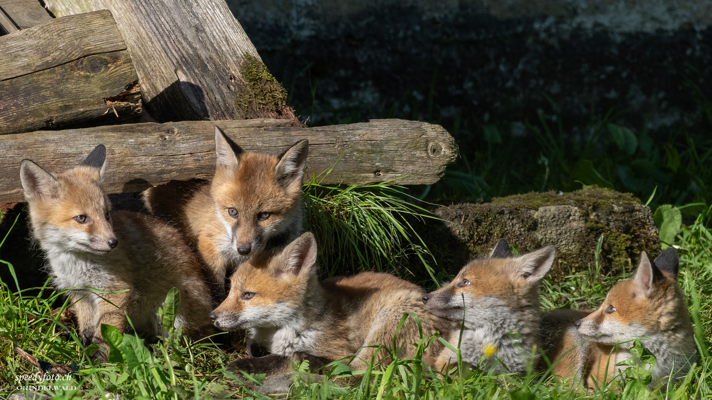 Die fünf Geschwister - Wildlife Grindelwald 