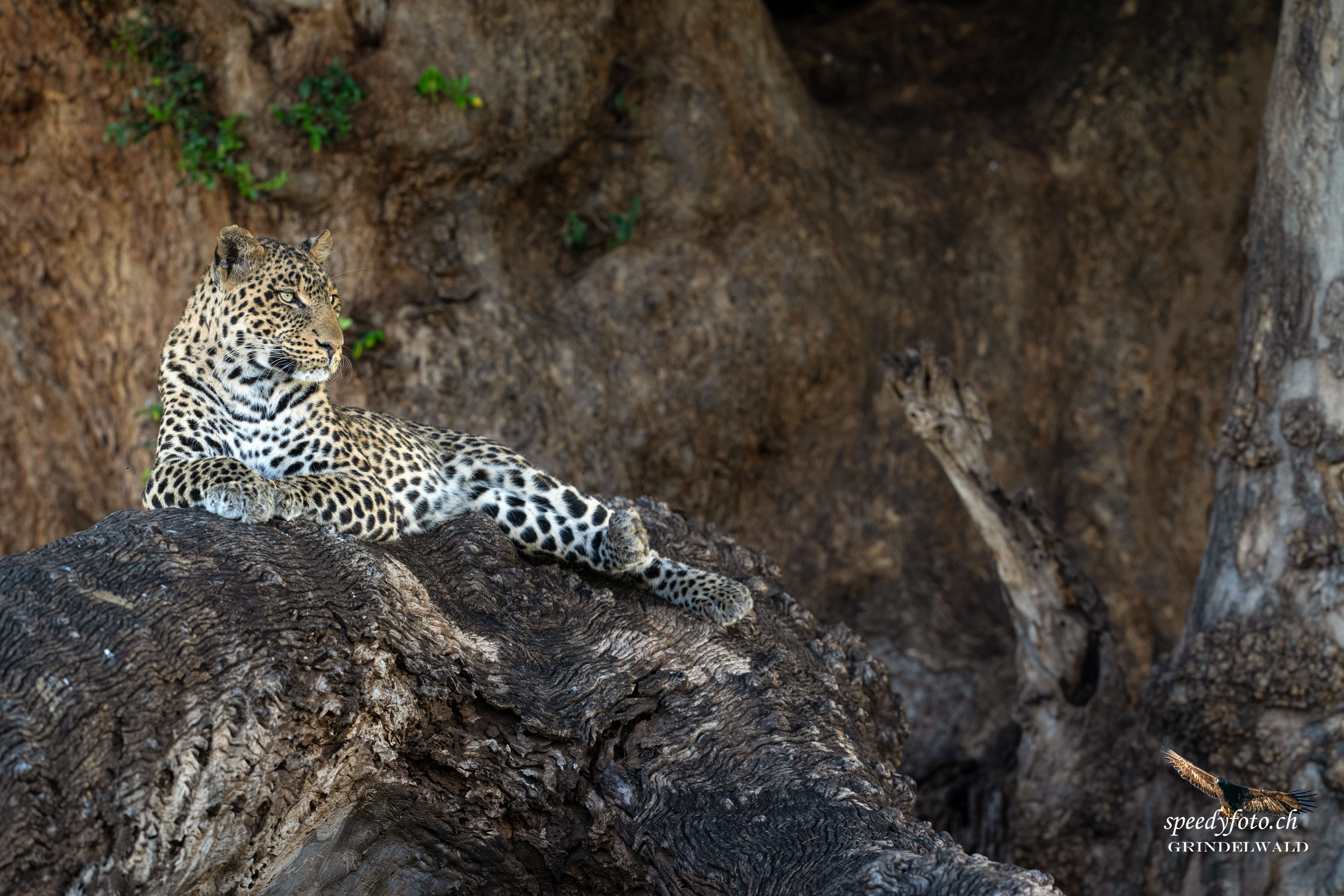 Leopard in the tree - Botswana 
