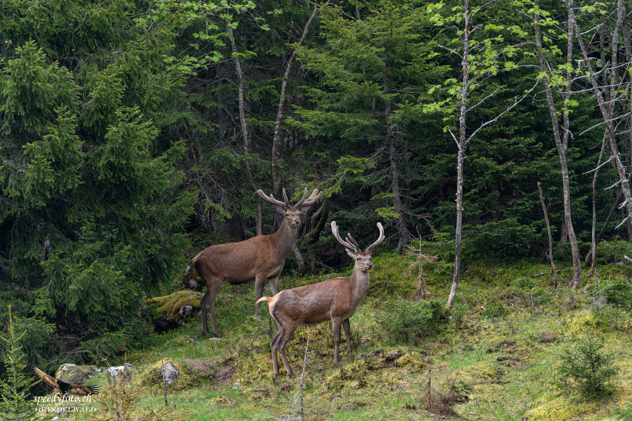 Erscheinung am Waldrand - Wildlife Grindelwald 
