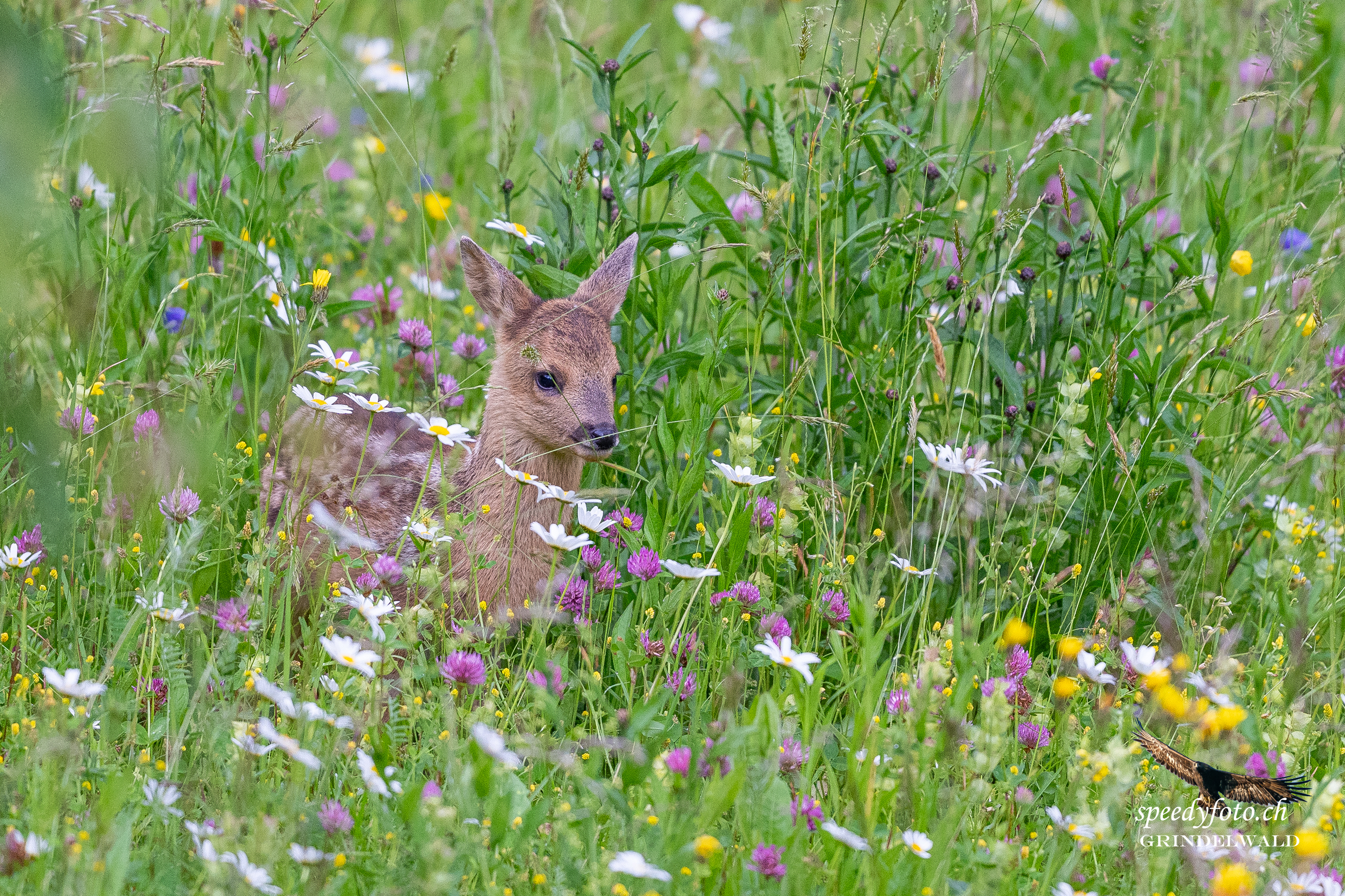 Rehkitz - Frühling - Wildlife Grindelwald 