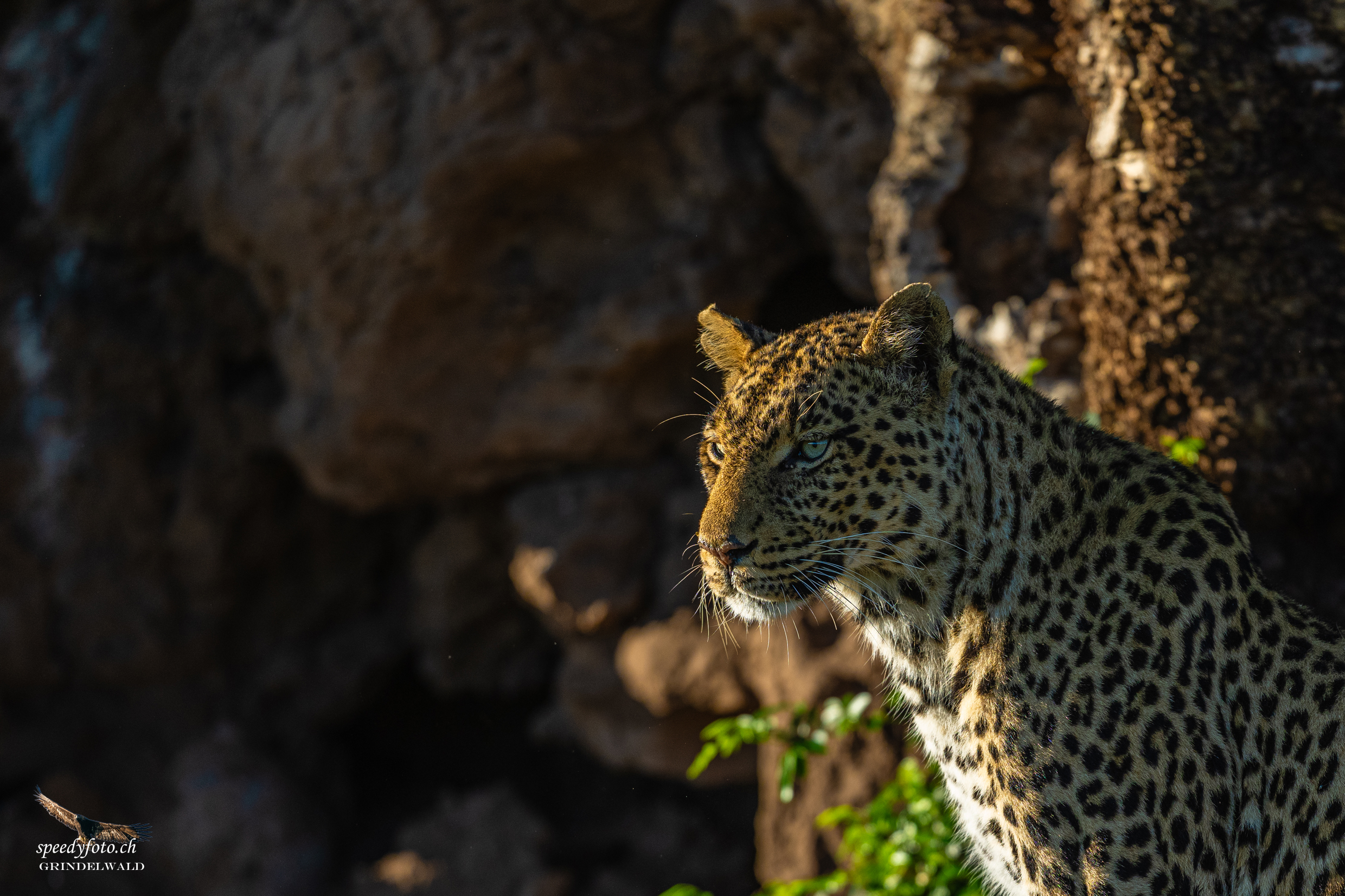 The Leopard - Botswana 