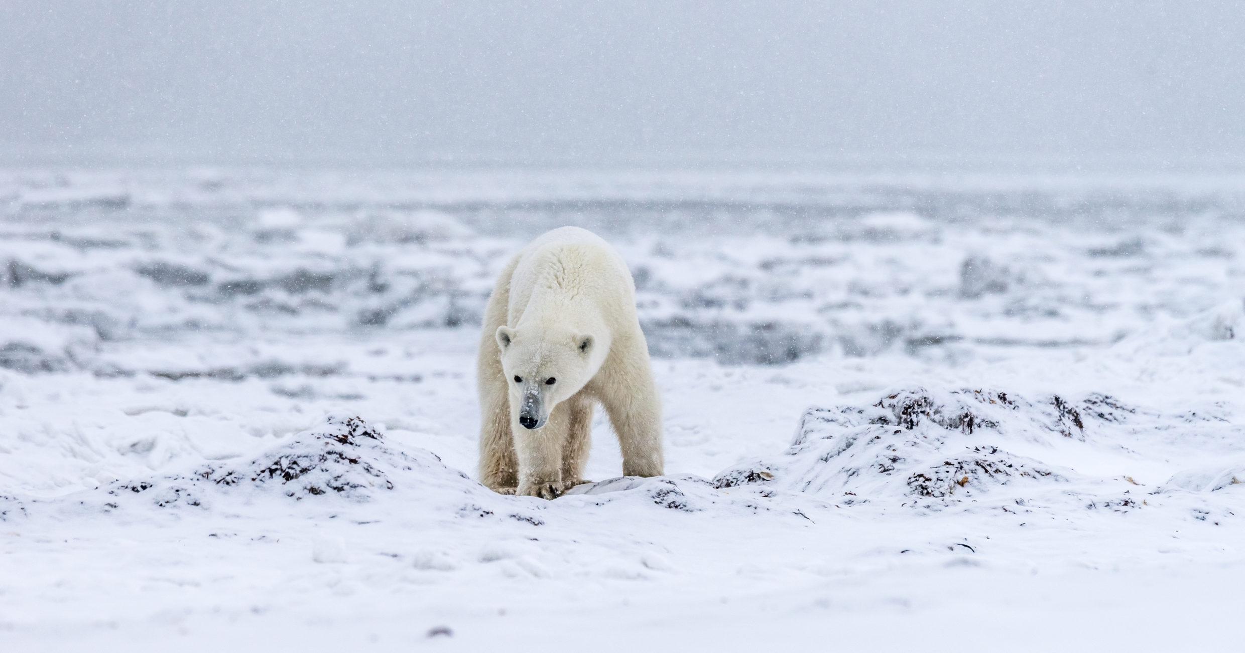 Polar Bear Wildlife 