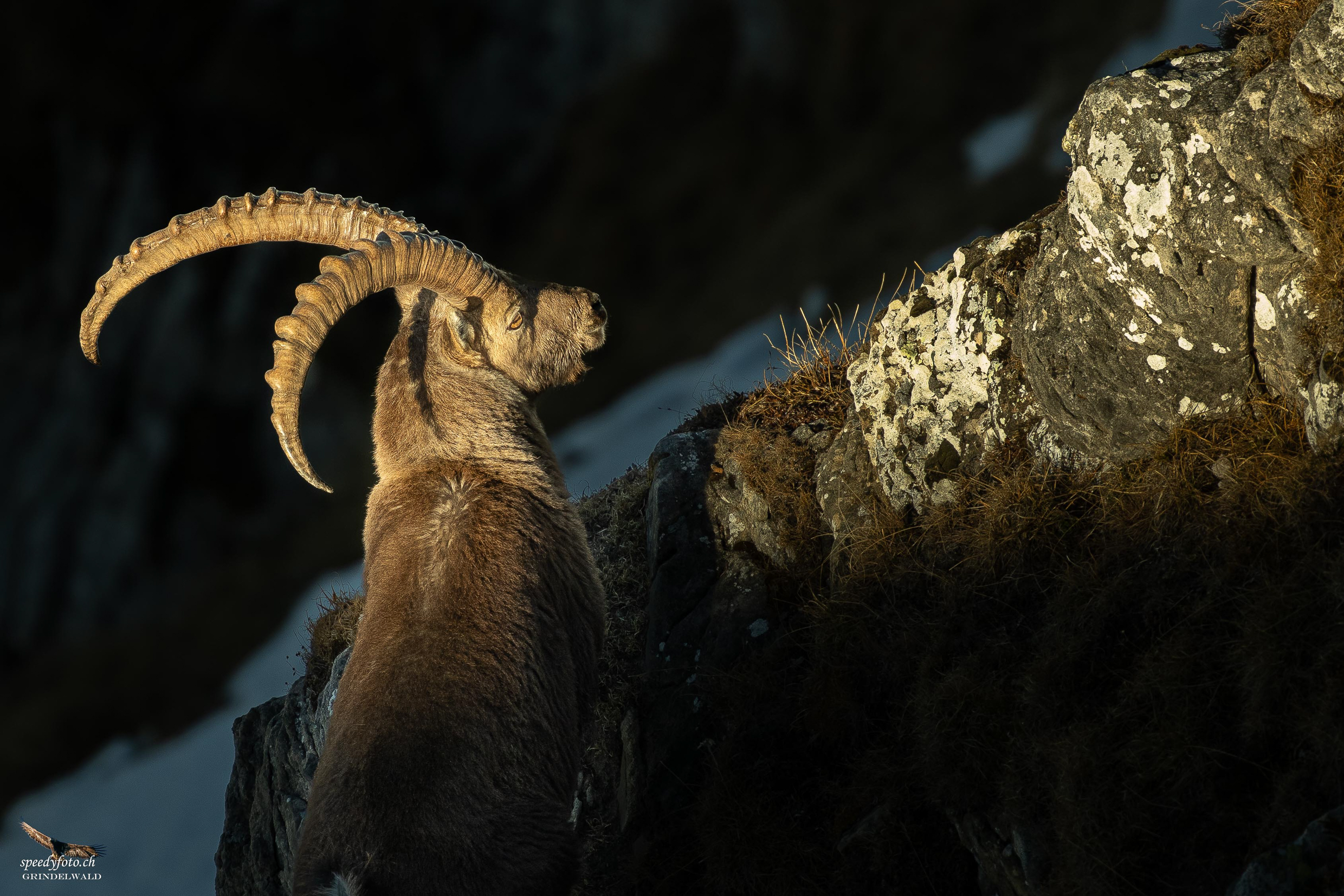 König der Alpen - im Morgenlicht
