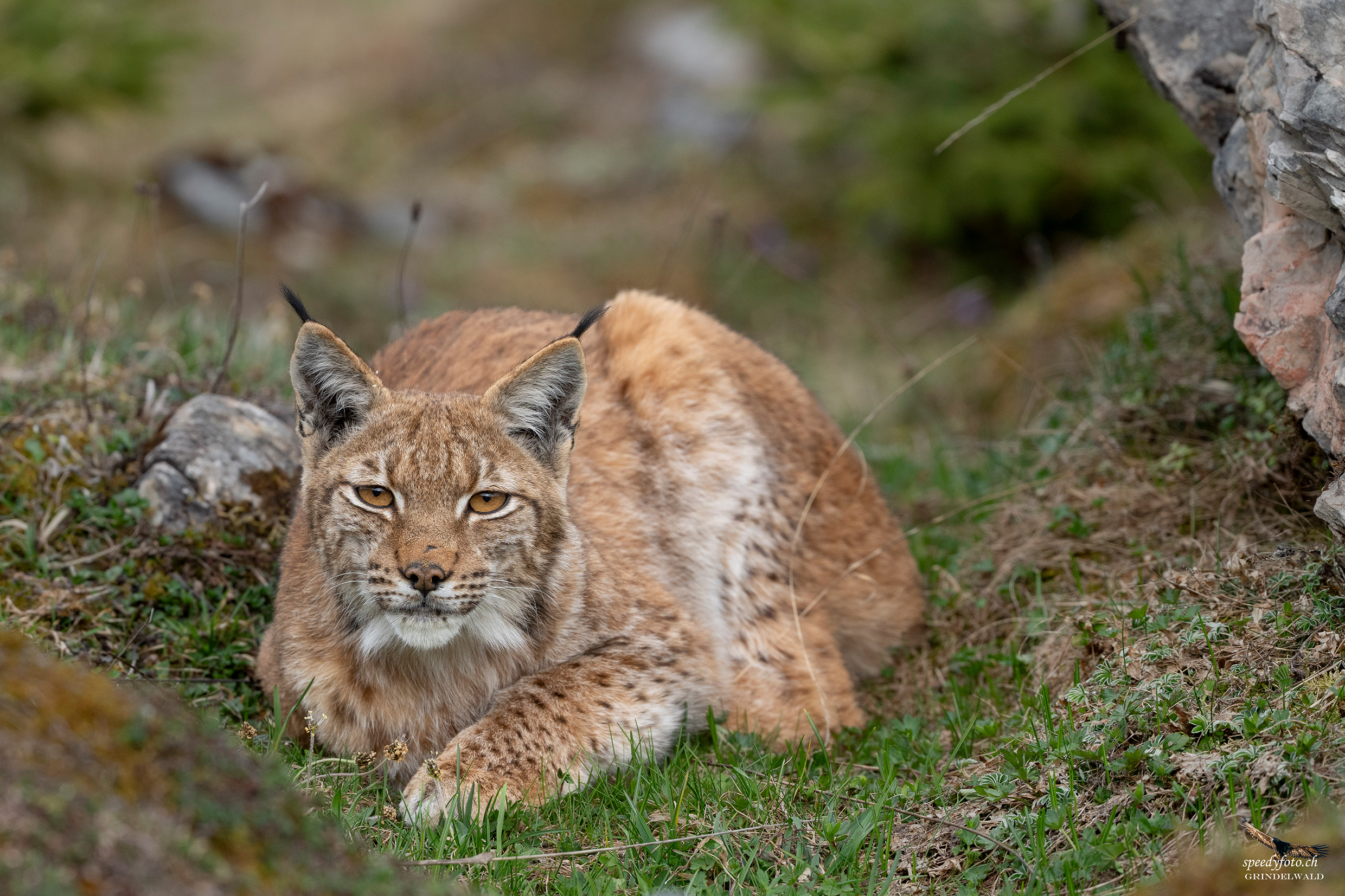 Auge in Auge mit dem Luchs - Wildlife Grindelwald 