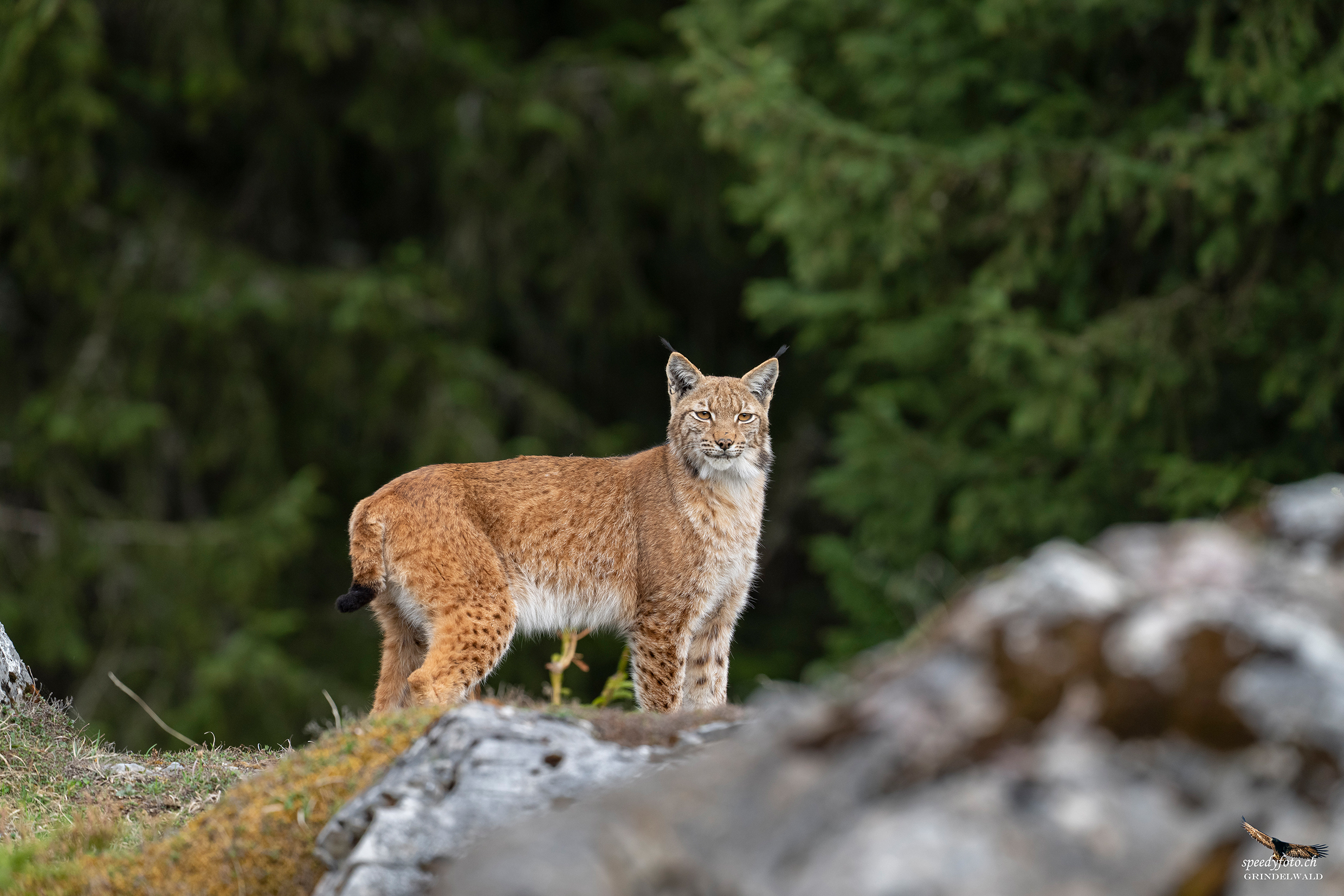 Begegnung mit dem Luchs - Wildlife Grindelwald 